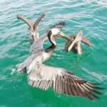 Margarita fishing Adventures, Puerto Peñasco 2